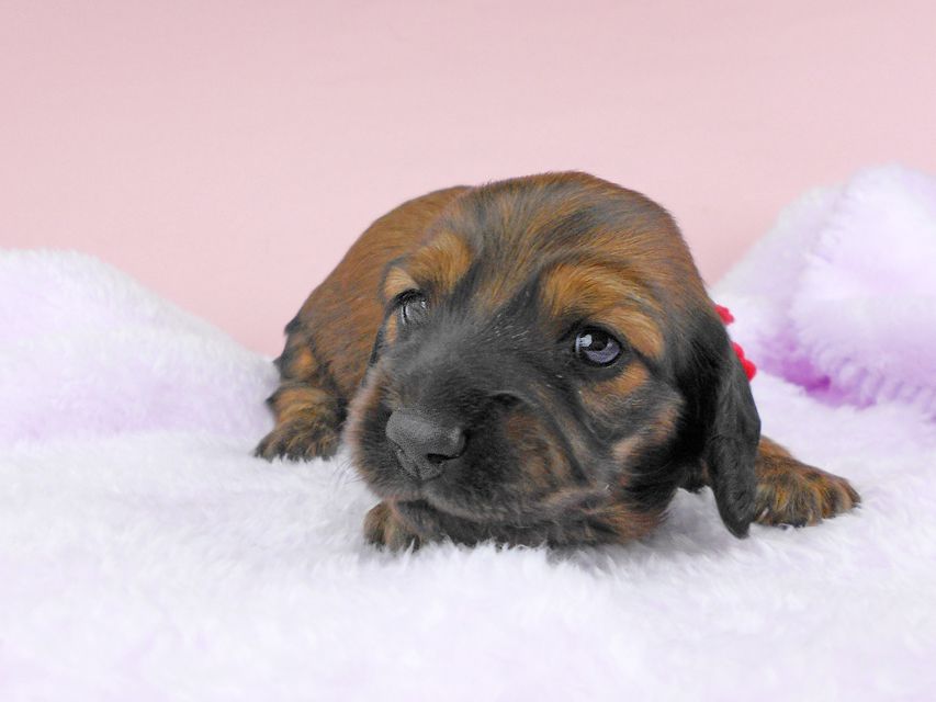 ミニチュアダックスフンド ルチア & ジムの子犬 レッド 女の子 お写真初登場