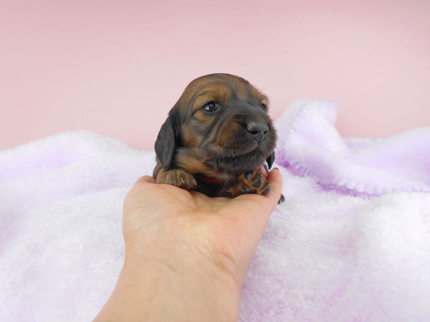ミニチュアダックスフンド ルチア & ジムの子犬 レッド 女の子 お写真初登場