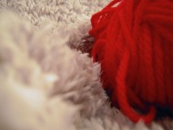 カニンヘン 子犬 シェーデットクリーム 女の子 しずるの赤ちゃん 11/18生まれ