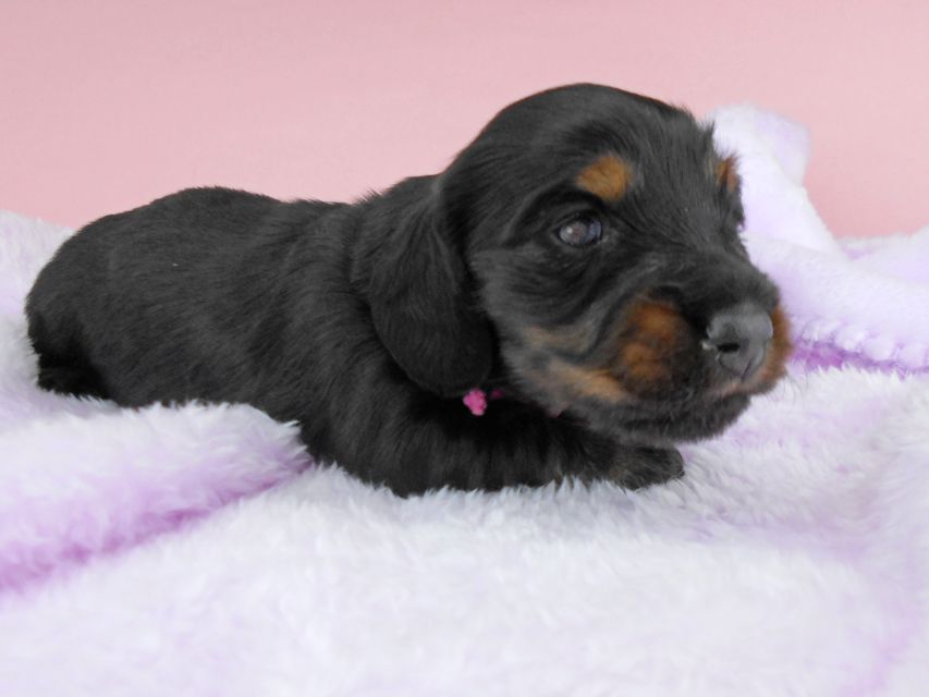 ミニチュアダックスフンド ルチア & ジムの子犬 ブラックタン 女の子 お写真初登場DSCN4947 ミニチュアダックスフンド ルチア & ジムの子犬 ブラックタン 女の子 お写真初登場