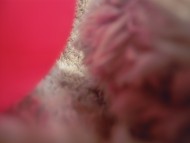 カニンヘン 子犬 シェーデットクリーム 女の子 しずるの赤ちゃん 11/18生まれ