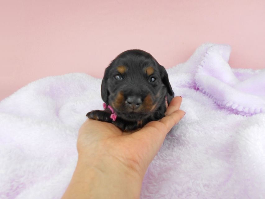 ミニチュアダックスフンド ルチア & ジムの子犬 ブラックタン 女の子 お写真初登場DSCN4949 ミニチュアダックスフンド ルチア & ジムの子犬 ブラックタン 女の子 お写真初登場