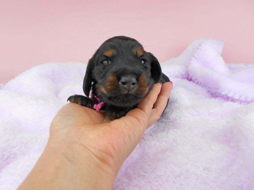 ミニチュアダックスフンド ルチア & ジムの子犬 ブラックタン 女の子 お写真初登場DSCN4951 ミニチュアダックスフンド ルチア & ジムの子犬 ブラックタン 女の子 お写真初登場