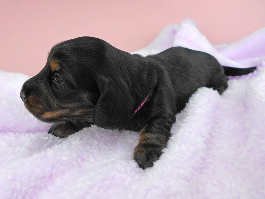 ミニチュアダックスフンド ルチア & ジムの子犬 ブラックタン 女の子 お写真初登場DSCN4955 ミニチュアダックスフンド ルチア & ジムの子犬 ブラックタン 女の子 お写真初登場