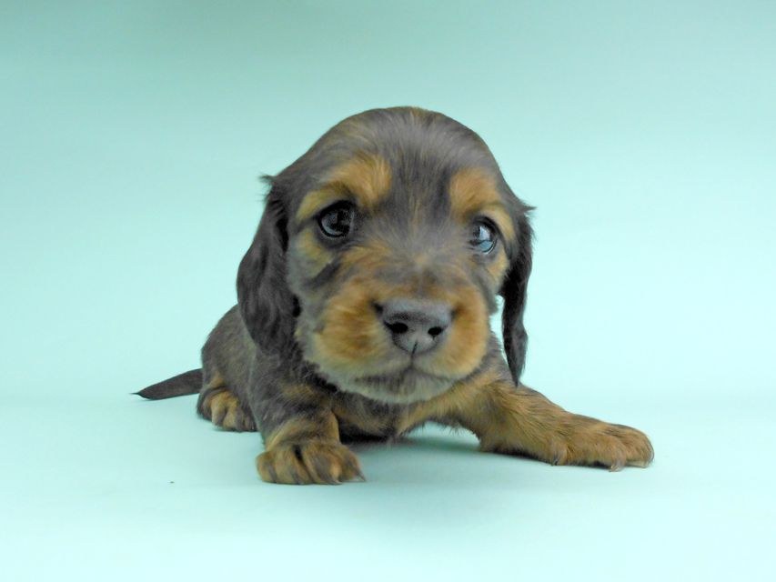 ミニチュアダックスフンド ルチア & ジムの子犬 レッド 男の子