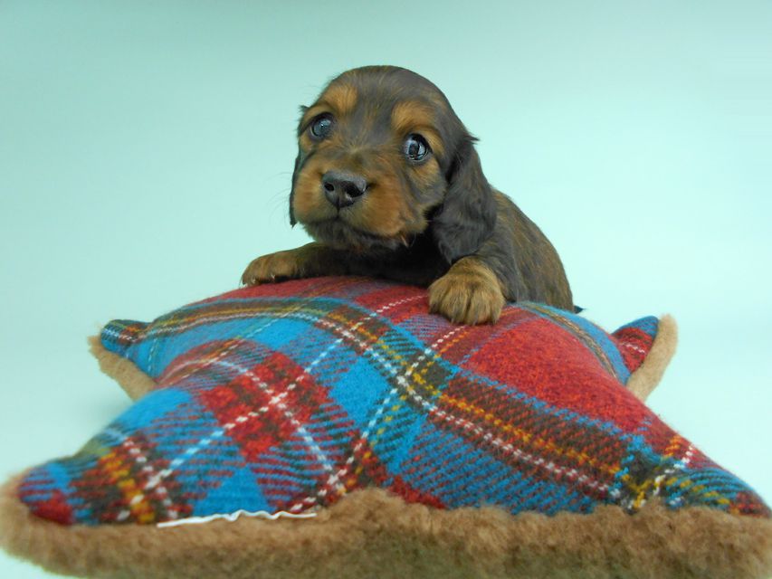 ミニチュアダックスフンド ルチア & ジムの子犬 レッド 男の子