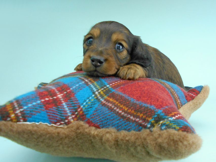 ミニチュアダックスフンド ルチア & ジムの子犬 レッド 男の子