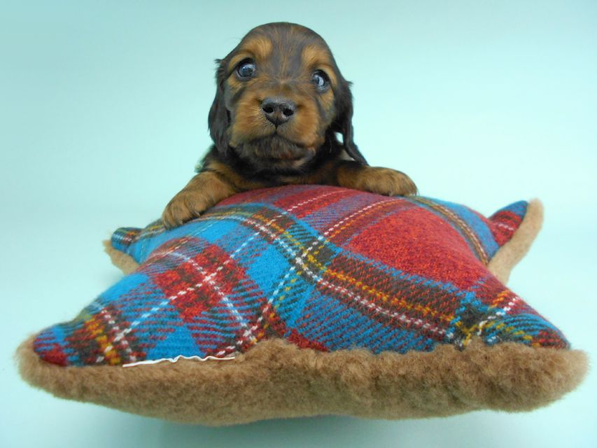 ミニチュアダックスフンド ルチア & ジムの子犬 レッド 男の子