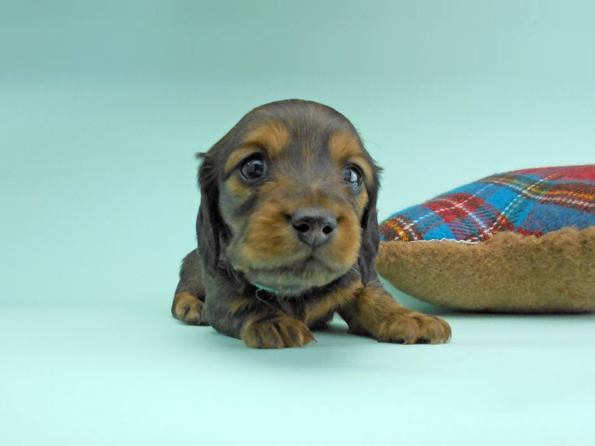 ミニチュアダックスフンド ルチア & ジムの子犬 レッド 男の子