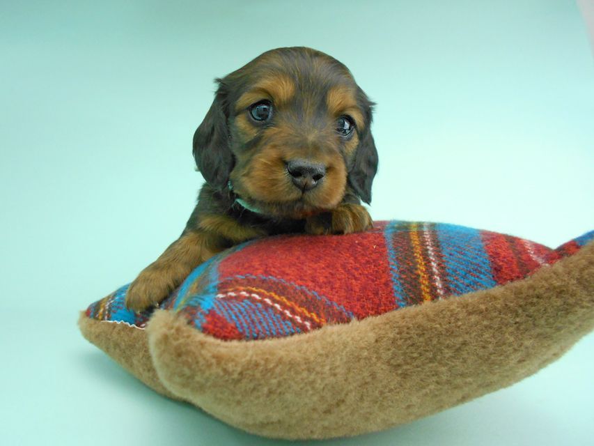 ミニチュアダックスフンド ルチア & ジムの子犬 レッド 男の子