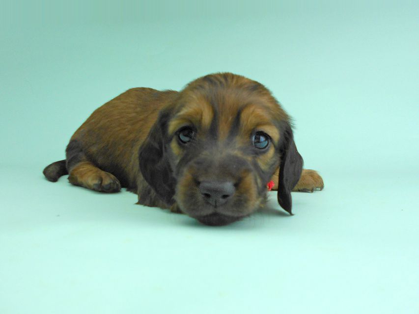 ミニチュアダックスフンド ルチア & ジムの子犬 レッド 女の子