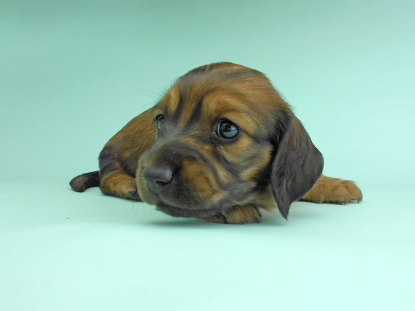 ミニチュアダックスフンド ルチア & ジムの子犬 レッド 女の子
