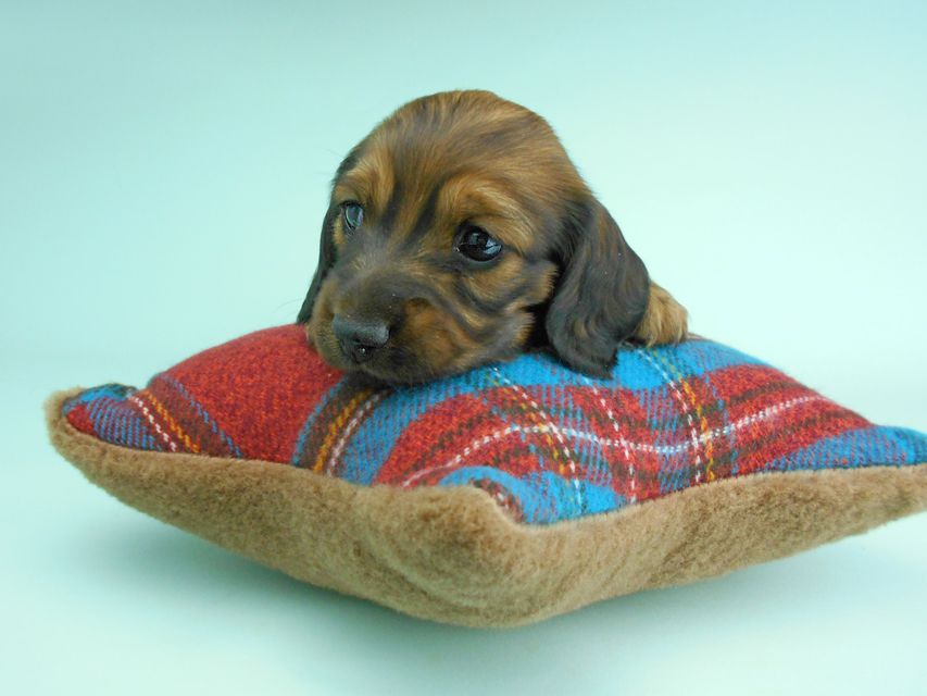 ミニチュアダックスフンド ルチア & ジムの子犬 レッド 女の子