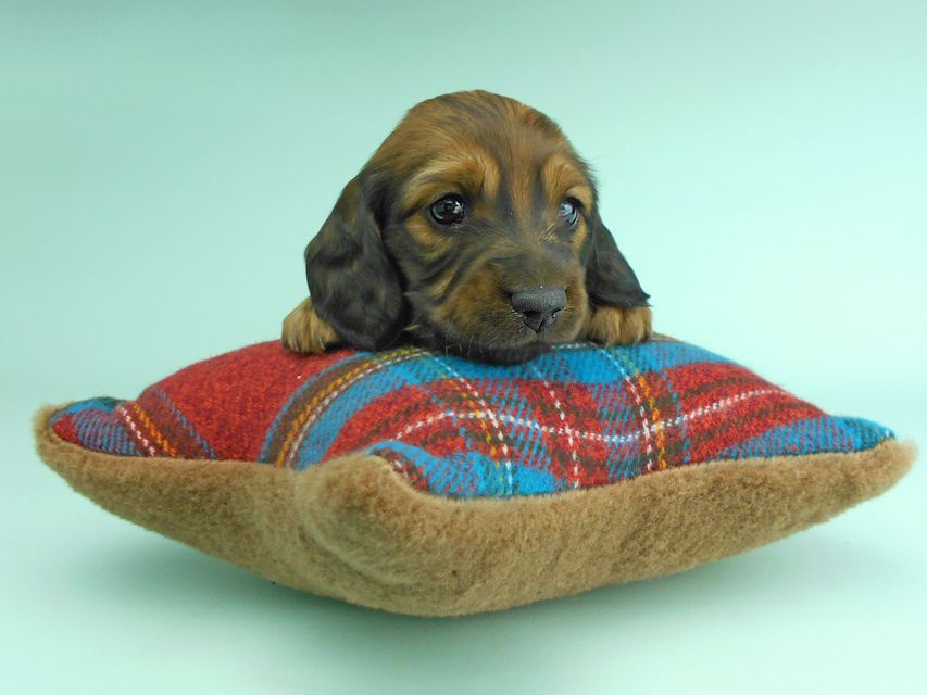 ミニチュアダックスフンド ルチア & ジムの子犬 レッド 女の子