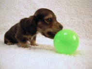 カニンヘン 子犬 シェーデットクリーム 男の子 ユジンの赤ちゃん 11/16生まれ カニンヘン 子犬 シェーデットクリーム 男の子 ユジンの赤ちゃん 11/16生まれ