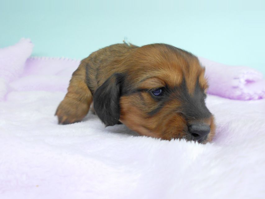 ミニチュアダックスフンド ララ & 竹千代の子犬 レッド(1) 男の子 お写真初登場DSCN5062 ミニチュアダックスフンド ララ & 竹千代の子犬 レッド(1) 男の子 お写真初登場