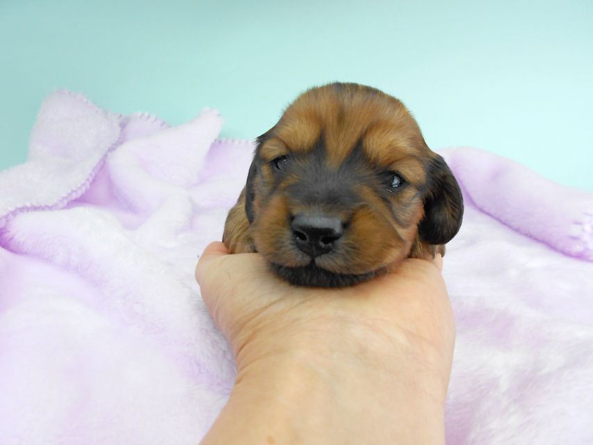 ミニチュアダックスフンド ララ & 竹千代の子犬 レッド(1) 男の子 お写真初登場DSCN5064 ミニチュアダックスフンド ララ & 竹千代の子犬 レッド(1) 男の子 お写真初登場