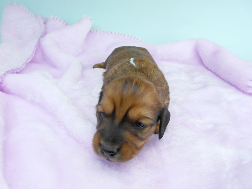 ミニチュアダックスフンド ララ & 竹千代の子犬 レッド(1) 男の子 お写真初登場DSCN5066 ミニチュアダックスフンド ララ & 竹千代の子犬 レッド(1) 男の子 お写真初登場