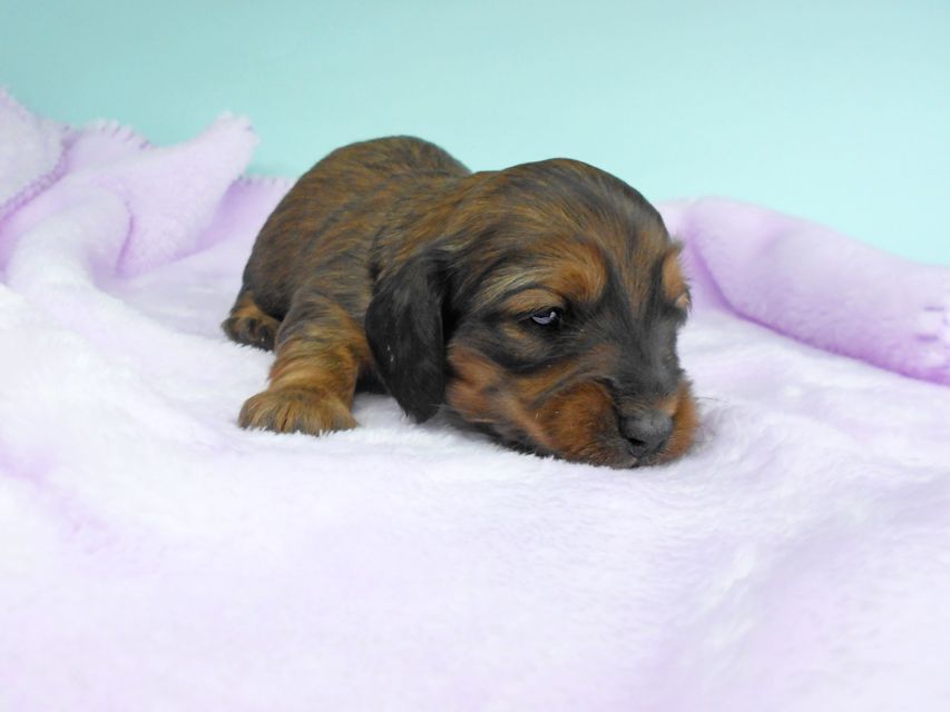 ミニチュアダックスフンド ララ & 竹千代の子犬 レッド 男の子（2） お写真初登場