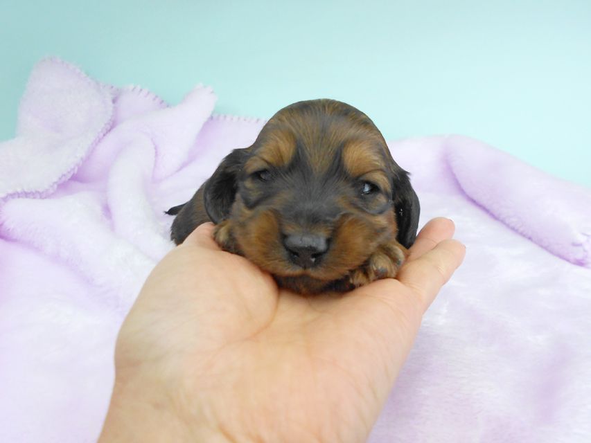 ミニチュアダックスフンド ララ & 竹千代の子犬 レッド 男の子（2） お写真初登場