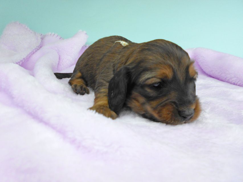 ミニチュアダックスフンド ララ & 竹千代の子犬 レッド 男の子（2） お写真初登場