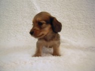 カニンヘン 子犬 シェーデットクリーム 男の子 ユジンの赤ちゃん 11/16生まれ