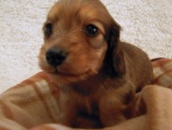 カニンヘン 子犬 シェーデットクリーム 男の子 ユジンの赤ちゃん 11/16生まれ