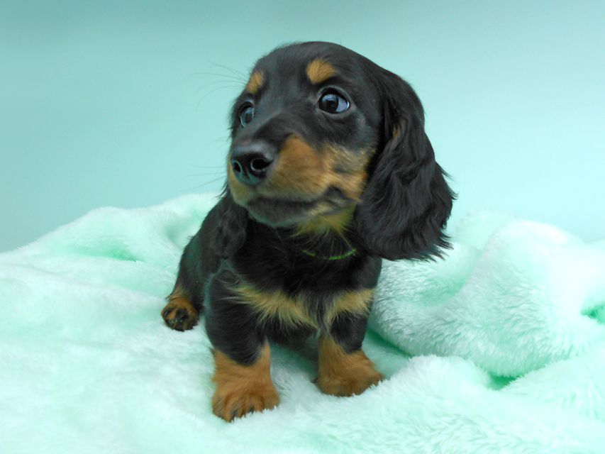 カニンヘンダックスフンド ナンシーcs & ナイトの子犬 ブラックタン 男の子(2)DSCN5127 カニンヘンダックスフンド ナンシーcs & ナイトの子犬 ブラックタン 男の子(2)