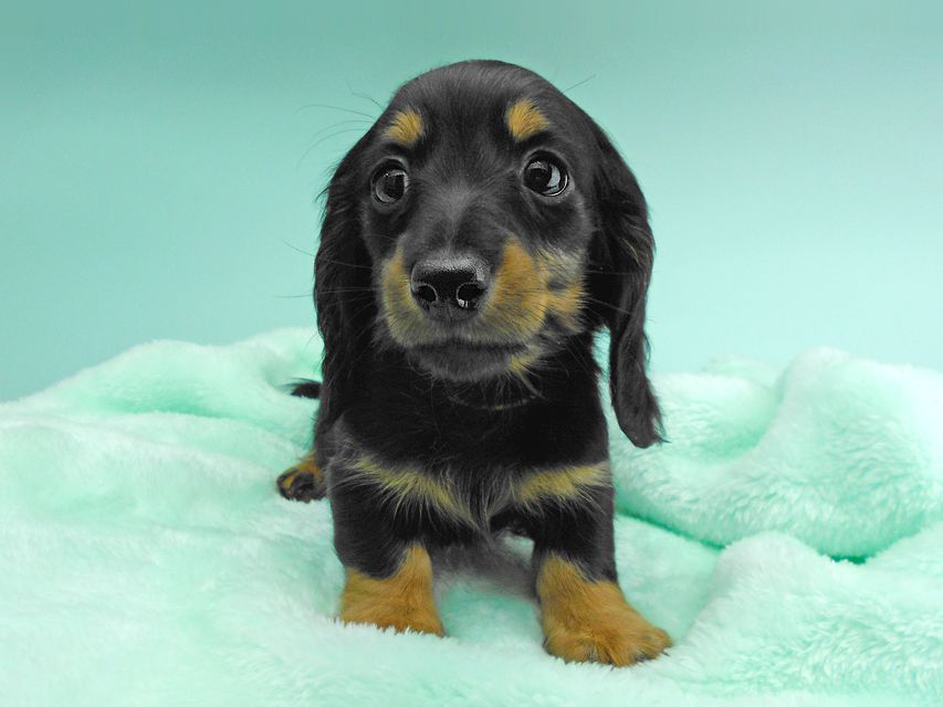 カニンヘンダックスフンド ナンシーcs & ナイトの子犬 ブラックタン 男の子(2)DSCN5129 カニンヘンダックスフンド ナンシーcs & ナイトの子犬 ブラックタン 男の子(2)