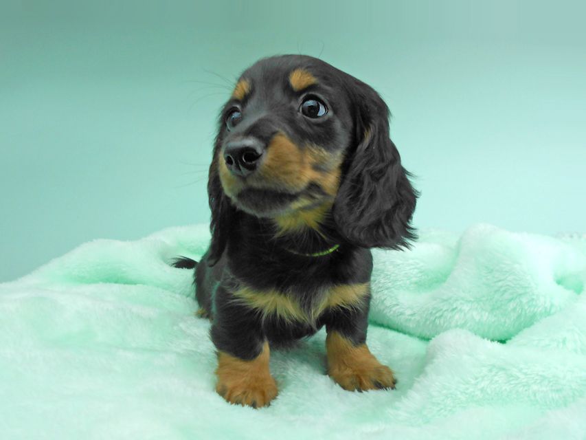 カニンヘンダックスフンド ナンシーcs & ナイトの子犬 ブラックタン 男の子(2)DSCN5133 カニンヘンダックスフンド ナンシーcs & ナイトの子犬 ブラックタン 男の子(2)