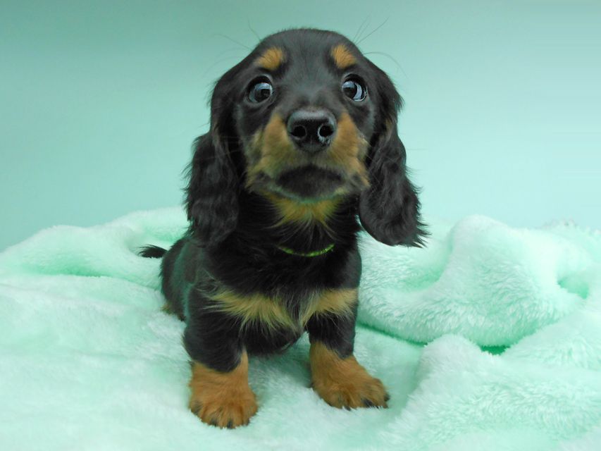 カニンヘンダックスフンド ナンシーcs & ナイトの子犬 ブラックタン 男の子(2)DSCN5137 カニンヘンダックスフンド ナンシーcs & ナイトの子犬 ブラックタン 男の子(2)