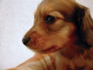 カニンヘン 子犬 シェーデットクリーム 男の子 ユジンの赤ちゃん 11/16生まれ