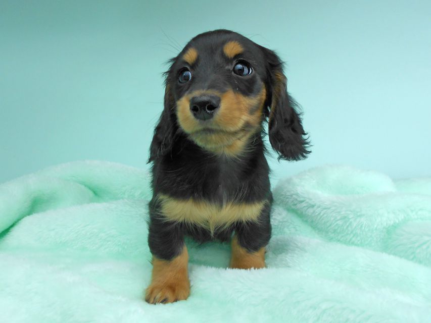 カニンヘンダックスフンド ナンシーcs & ナイトの子犬 ブラックタン 男の子(3)DSCN5139 カニンヘンダックスフンド ナンシーcs & ナイトの子犬 ブラックタン 男の子(3)