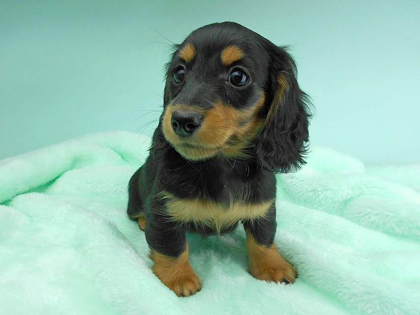 カニンヘンダックスフンド ナンシーcs & ナイトの子犬 ブラックタン 男の子(3)DSCN5145 カニンヘンダックスフンド ナンシーcs & ナイトの子犬 ブラックタン 男の子(3)