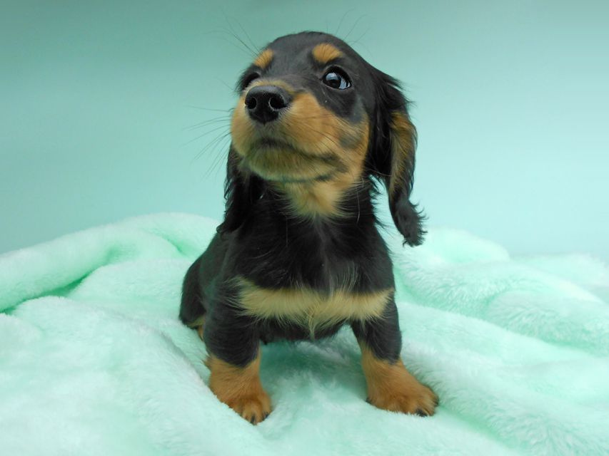 カニンヘンダックスフンド ナンシーcs & ナイトの子犬 ブラックタン 男の子(3)DSCN5151 カニンヘンダックスフンド ナンシーcs & ナイトの子犬 ブラックタン 男の子(3)