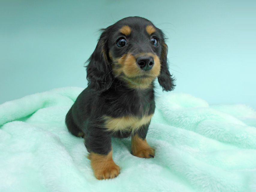 カニンヘンダックスフンド ナンシーcs & ナイトの子犬 ブラックタン 男の子(3)DSCN5152 カニンヘンダックスフンド ナンシーcs & ナイトの子犬 ブラックタン 男の子(3)