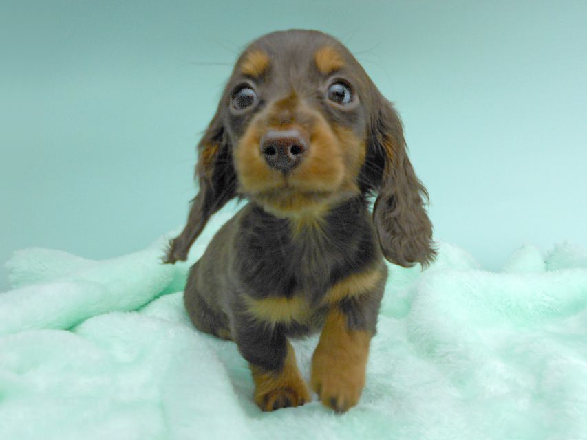 カニンヘンダックスフンド ナンシーcs & ナイトの子犬 チョコタン 男の子DSCN5161 カニンヘンダックスフンド ナンシーcs & ナイトの子犬 チョコタン 男の子