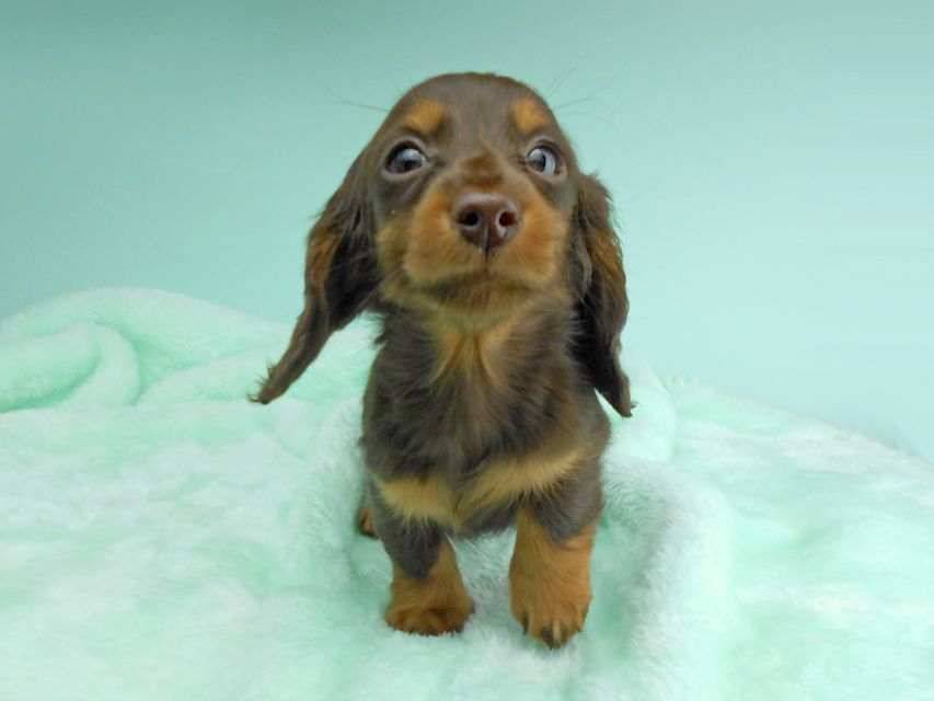 カニンヘンダックスフンド ナンシーcs & ナイトの子犬 チョコタン 男の子DSCN5165 カニンヘンダックスフンド ナンシーcs & ナイトの子犬 チョコタン 男の子