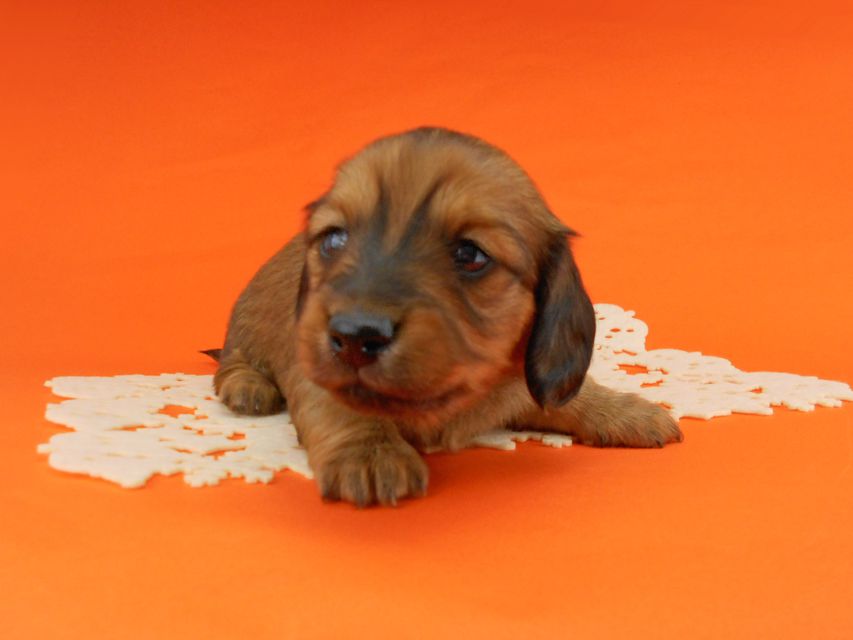 ミニチュアダックスフンド ララ & 竹千代の子犬 レッド 男の子(1)DSCN5170 ミニチュアダックスフンド ララ & 竹千代の子犬 レッド 男の子(1)