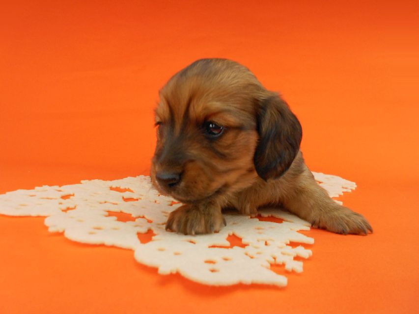 ミニチュアダックスフンド ララ & 竹千代の子犬 レッド 男の子(1)DSCN5171 ミニチュアダックスフンド ララ & 竹千代の子犬 レッド 男の子(1)