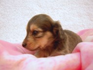 カニンヘン 子犬 シェーデットレット 男の子 ユジンの赤ちゃん 11/16生まれ