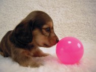 カニンヘン 子犬 シェーデットレット 男の子 ユジンの赤ちゃん 11/16生まれ