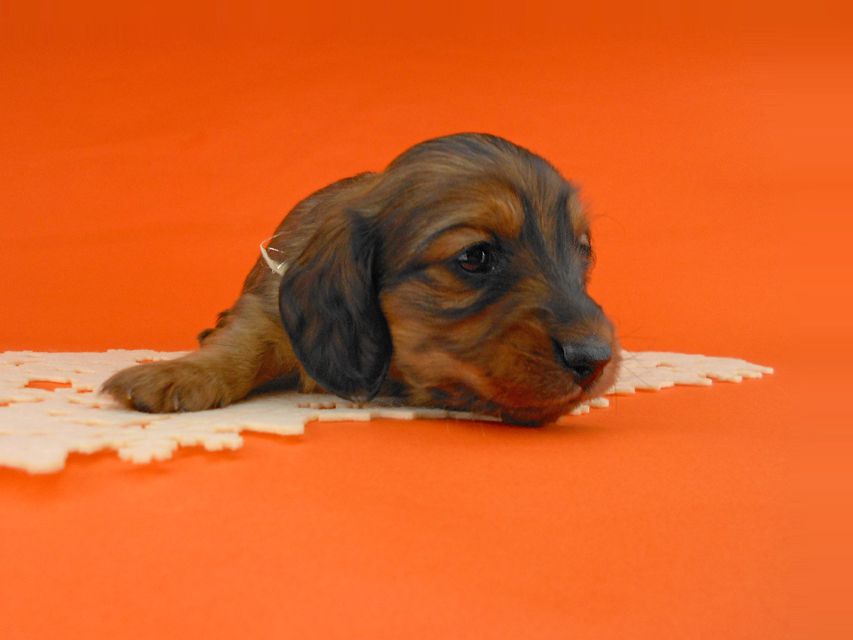 ミニチュアダックスフンド ララ & 竹千代の子犬 レッド 男の子(2)DSCN5181 ミニチュアダックスフンド ララ & 竹千代の子犬 レッド 男の子(2)