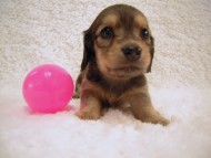 カニンヘン 子犬 シェーデットレット 男の子 ユジンの赤ちゃん 11/16生まれ