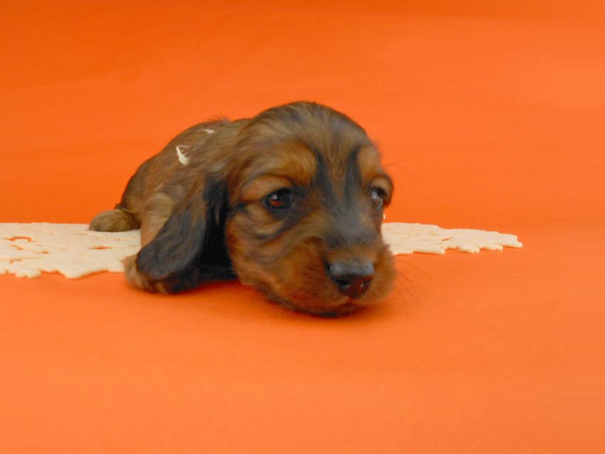 ミニチュアダックスフンド ララ & 竹千代の子犬 レッド 男の子(2)DSCN5185 ミニチュアダックスフンド ララ & 竹千代の子犬 レッド 男の子(2)