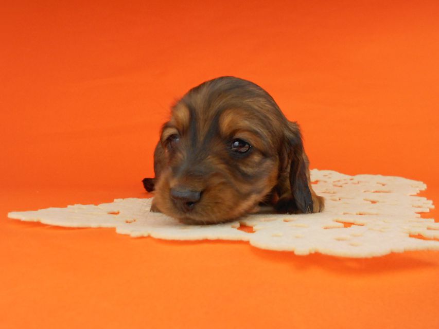 ミニチュアダックスフンド ララ & 竹千代の子犬 レッド 男の子(2)DSCN5188 ミニチュアダックスフンド ララ & 竹千代の子犬 レッド 男の子(2)