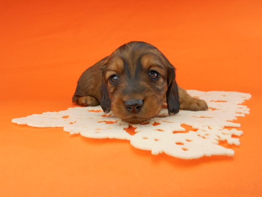 ミニチュアダックスフンド ララ & 竹千代の子犬 レッド 男の子(2)DSCN5191 ミニチュアダックスフンド ララ & 竹千代の子犬 レッド 男の子(2)