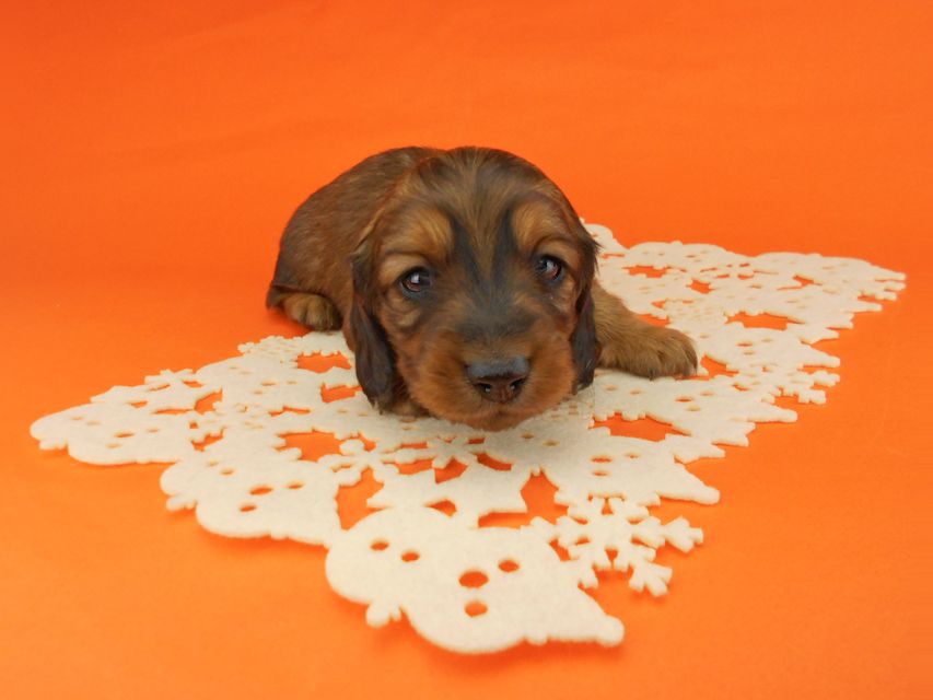 ミニチュアダックスフンド ララ & 竹千代の子犬 レッド 男の子(2)DSCN5192 ミニチュアダックスフンド ララ & 竹千代の子犬 レッド 男の子(2)