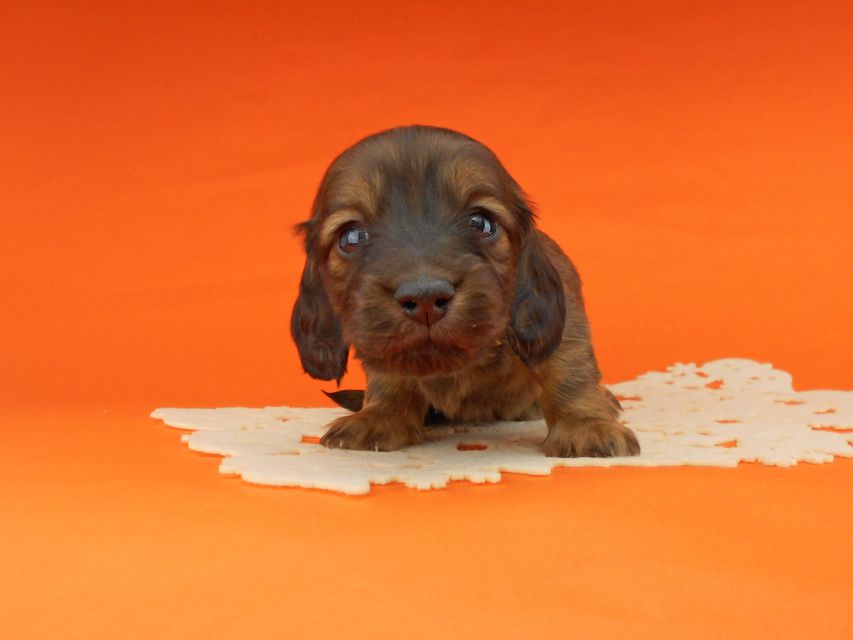 ミニチュアダックスフンド ララ & 竹千代の子犬 レッド 男の子（3）