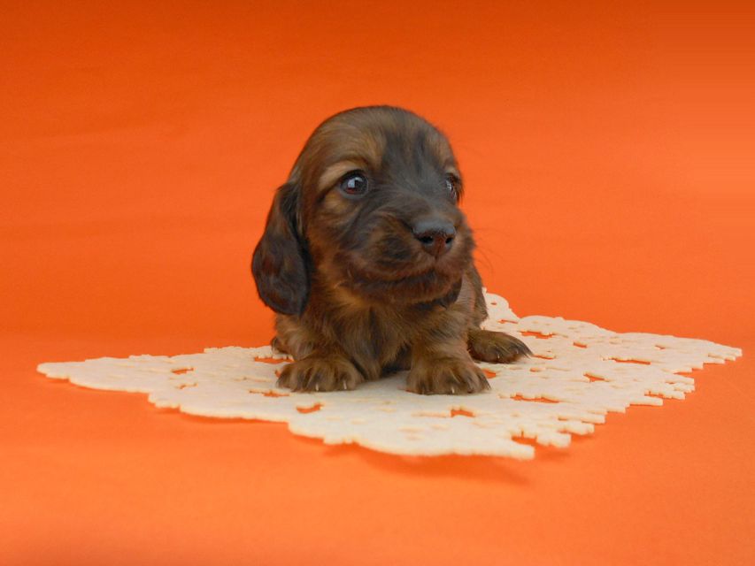 ミニチュアダックスフンド ララ & 竹千代の子犬 レッド 男の子（3）